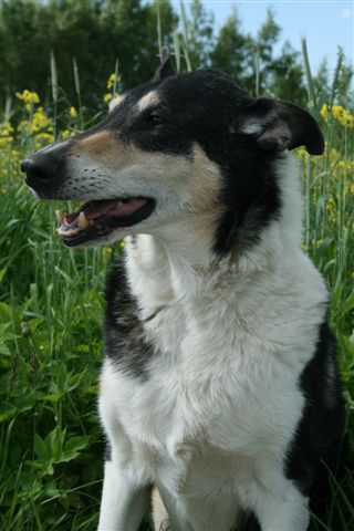 Robin juni 2010