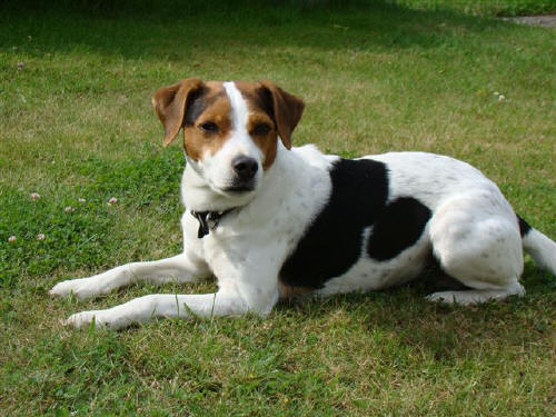 Milou 2011